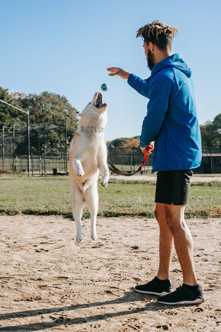 exercises for dogs