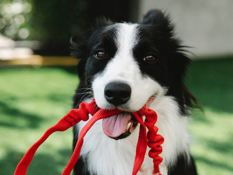 obesity prevention in dogs