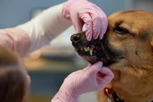 Dog receiving oral exam showing plaque and gum issues – Common Causes of Bad Breath in Dogs.