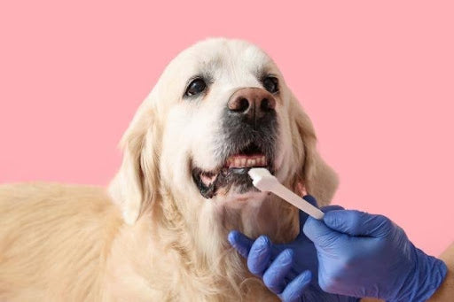 Person brushing a dog’s teeth to improve oral hygiene – How to Make Your Dog’s Breath Smell Better.