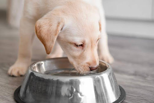 Dog drinking from a clean water bowl during daily routine while owner checks mouth – how to freshen your dog’s drinking bowl and examine their mouth.