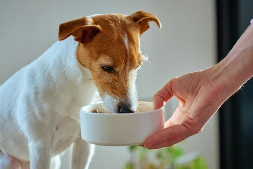Dog eating a balanced diet to support oral and gut health – How to Stop Dogs' Breath from Stinking Long-Term.