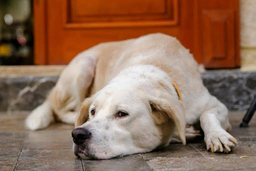 A dog resting with a subdued expression, highlighting signs of declining well-being.