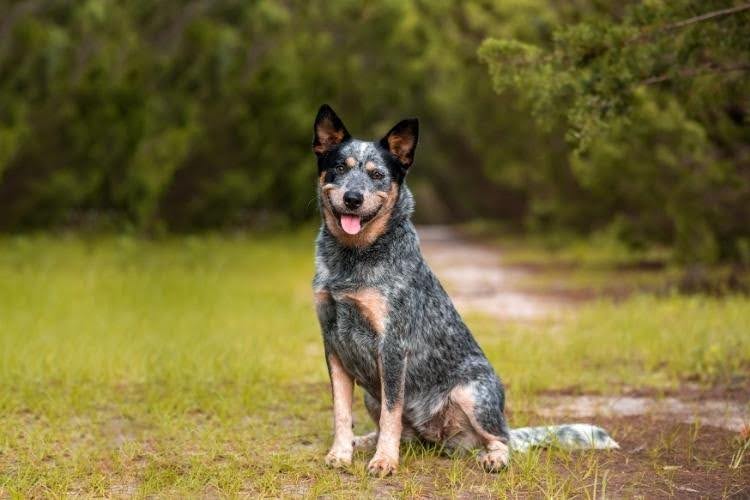 A blue heeler Australian Cattle dog.