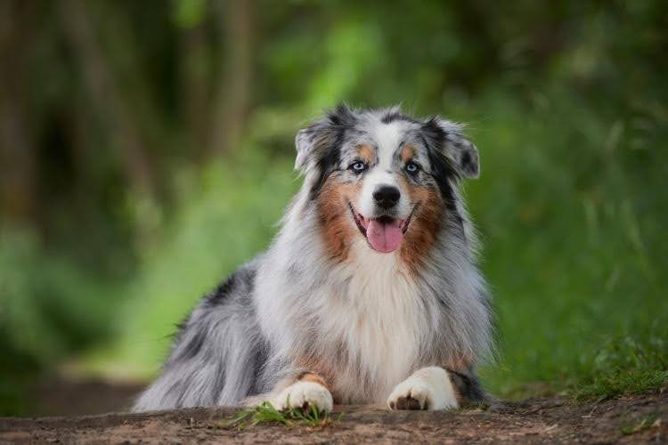 An adorable Australian Shepherd dog.