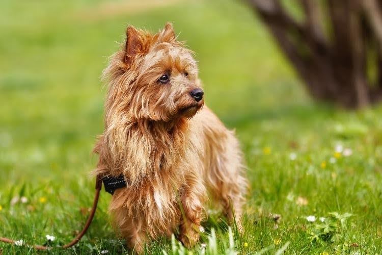 Australian Terrier outdoors.