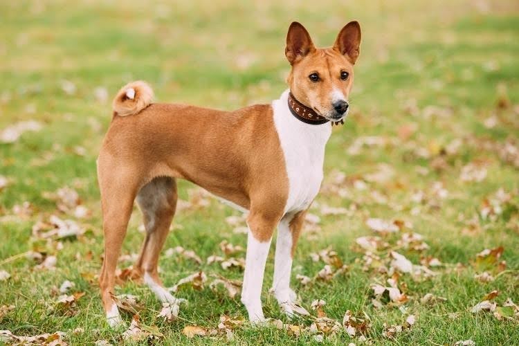 A Basenji dog outdoors.