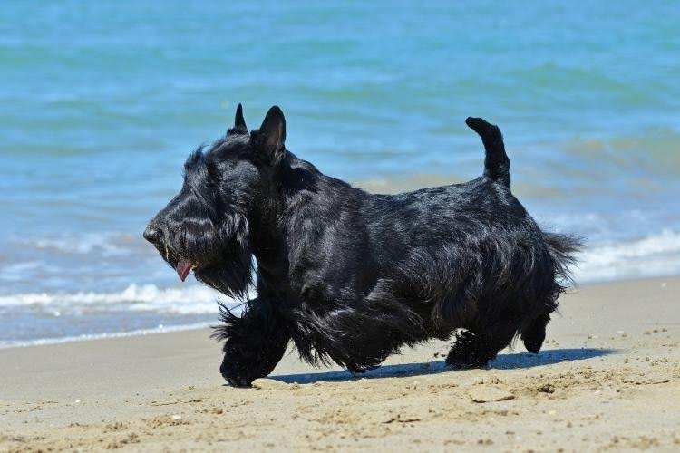 A black Scottish Terrier running on the beach.