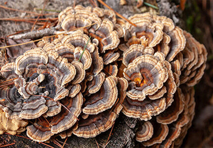 Turkey Tail & Codyceps