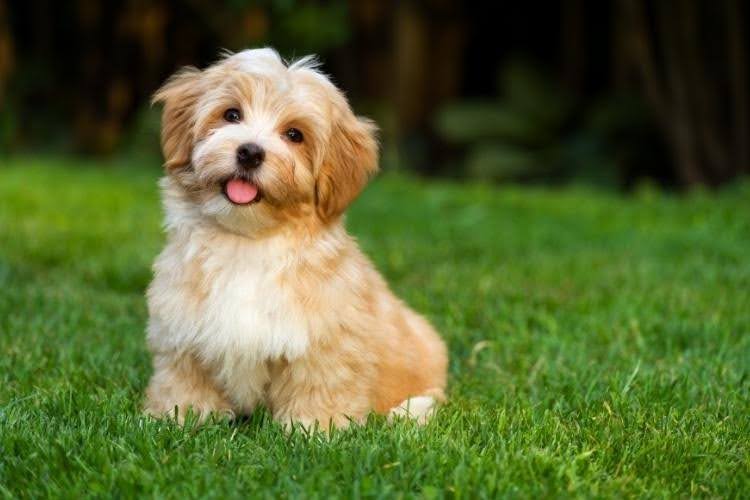 A cute havanese puppy outdoors.