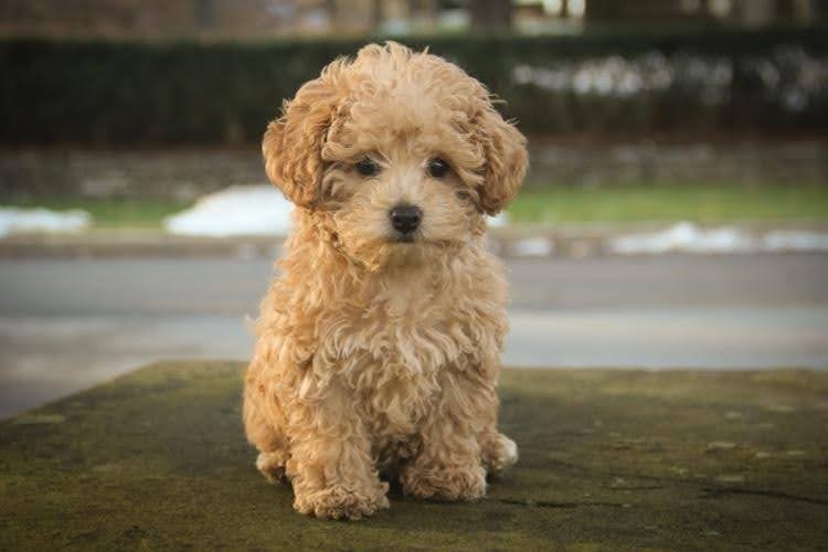 A cute poodle outdoors.