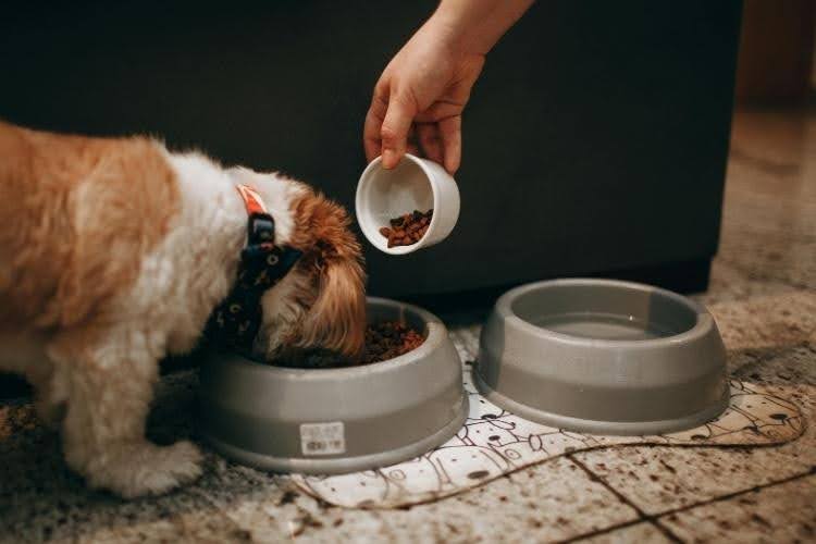 Dog eating from bowl while food is added, food-related allergies are a common cause of skin allergies in dogs.