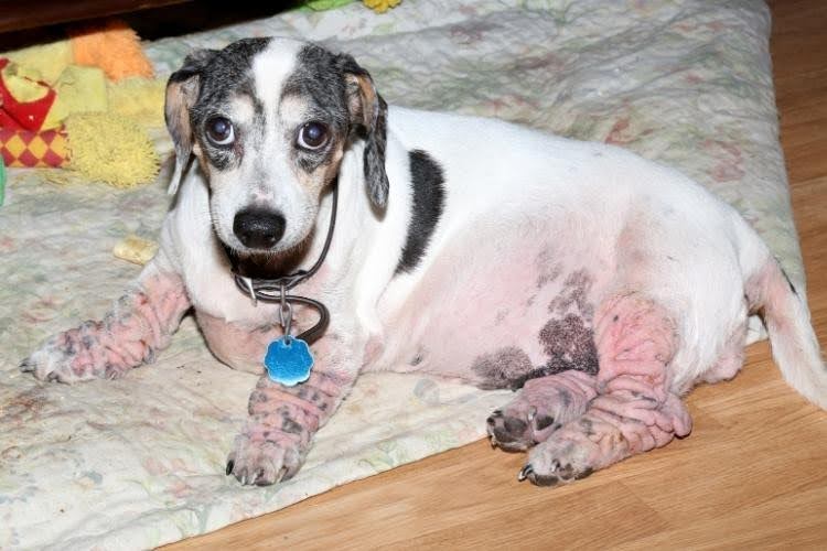 Dog with inflamed, red, and irritated skin on legs and belly, an example of what dog skin allergies can look like.