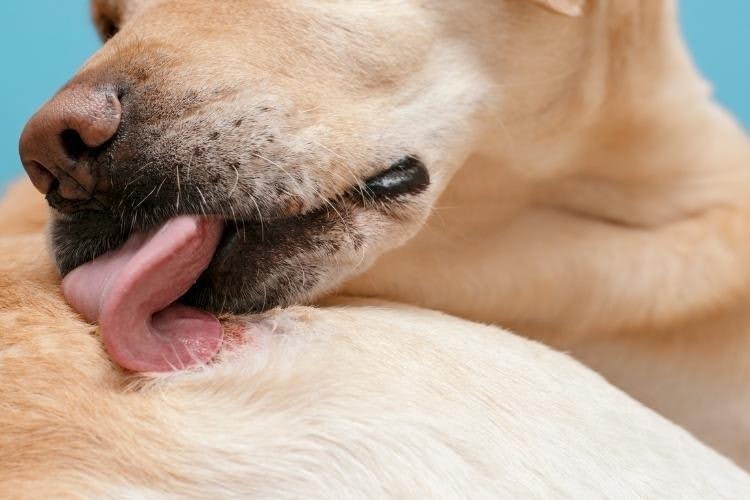 A dog licking and chewing fur due to irritation, a common symptom of skin allergies in dogs.