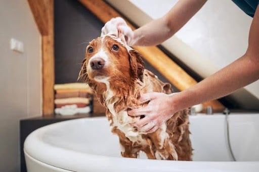 Dog being bathed with shampoo in a bathtub, showing how often you should bathe your dog based on their coat and lifestyle.
