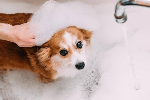 Dog being shampooed during bath time, illustrating the step-by-step process of giving your dog a safe and thorough bath.