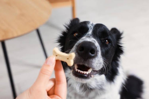 Dog eagerly waiting for a healthy treat, illustrating whether are treats good for dogs and the importance of choosing nutritious rewards.
