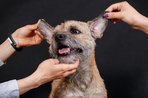 A dog having its ears and mouth examined, showing visible signs of irritation or oral health issues affecting skin, ears, and coat.