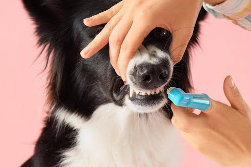 Dog having its teeth brushed as part of a daily routine to help avoid dog tooth removal and support oral health.