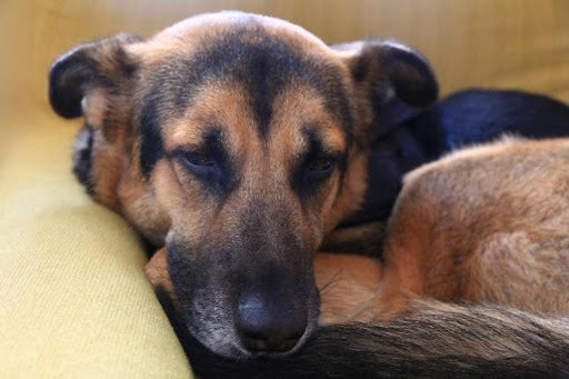 A dog lying curled up with a tense posture and low energy, showing discomfort and possible breathing or movement issues.