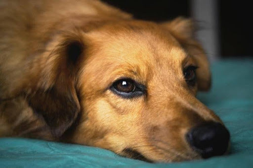 A dog lying down with tired eyes and low energy, showing early signs of a sick pet.