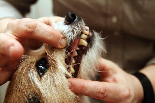 Dog showing tartar buildup and inflamed gums during an oral exam, common signs your dog may need a tooth extraction.