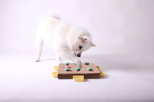 Dog using a puzzle toy, demonstrating what canine enrichment activities are and why they matter for mental stimulation and problem-solving.