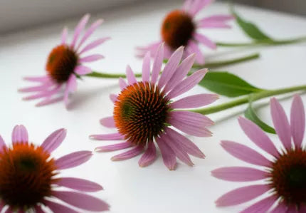 Echinacea