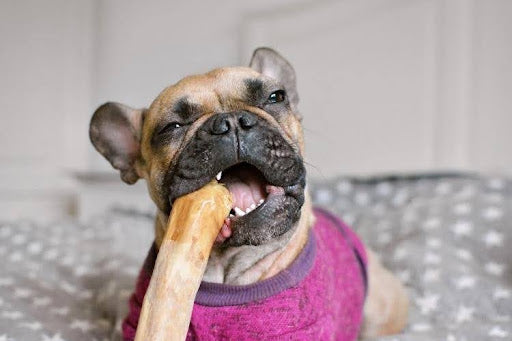 A French Bulldog enjoying a coffee chew stick, which is one of the best enrichment activities for dogs.
