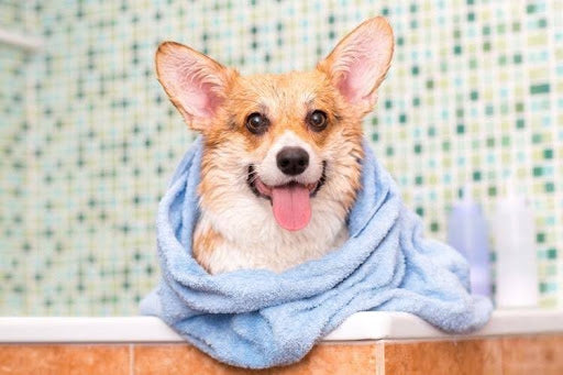Freshly bathed Corgi wrapped in a towel, highlighting the essential supplies and drying steps you'll need for your dog's bath.
