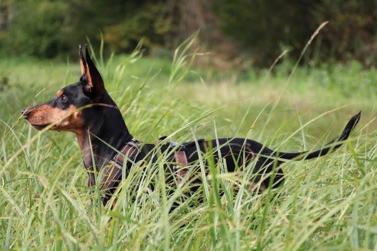 A German Pinscher outdoors.