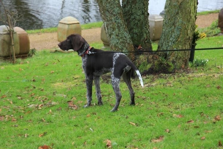 A German Shorthaired Pointer outdoors.