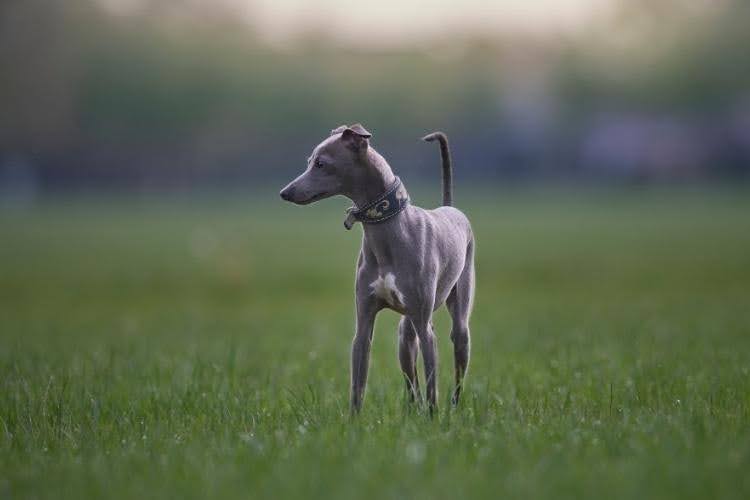 A greyhound dog outdoors.