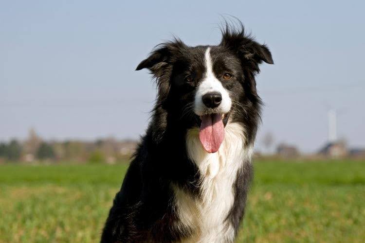 A happy Border Collie outdoors.