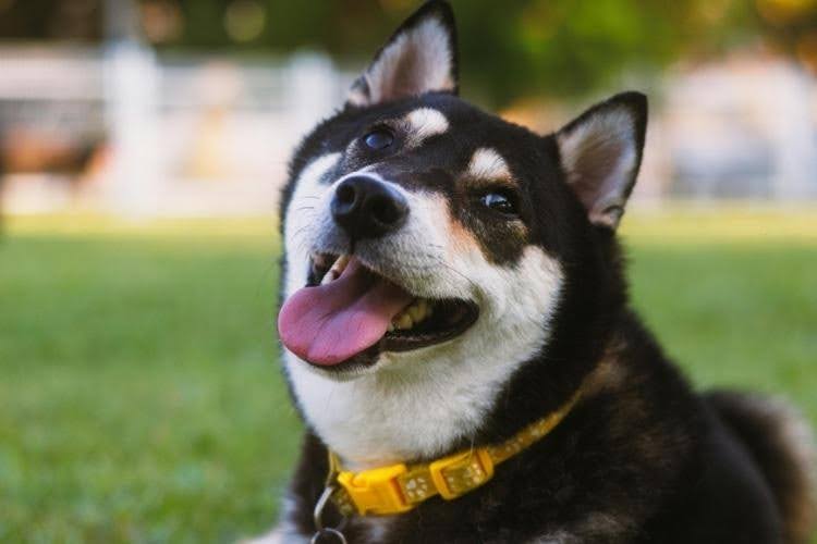 A happy Shiba Inu relaxing outdoors.