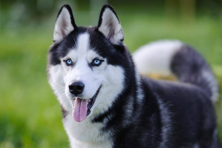 A happy Siberian Husky outdoors.