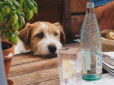 Diarrhea in dogs