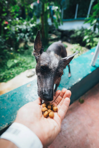 Diarrhea in dogs and probiotics