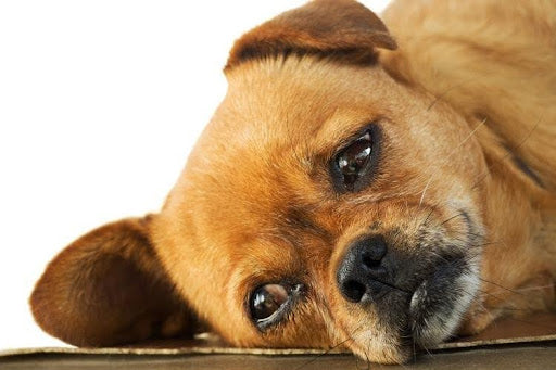 Common Immune System Issues for Dogs: tired dog showing possible signs of immune-related illness.