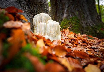 Lion’s Mane Mushroom