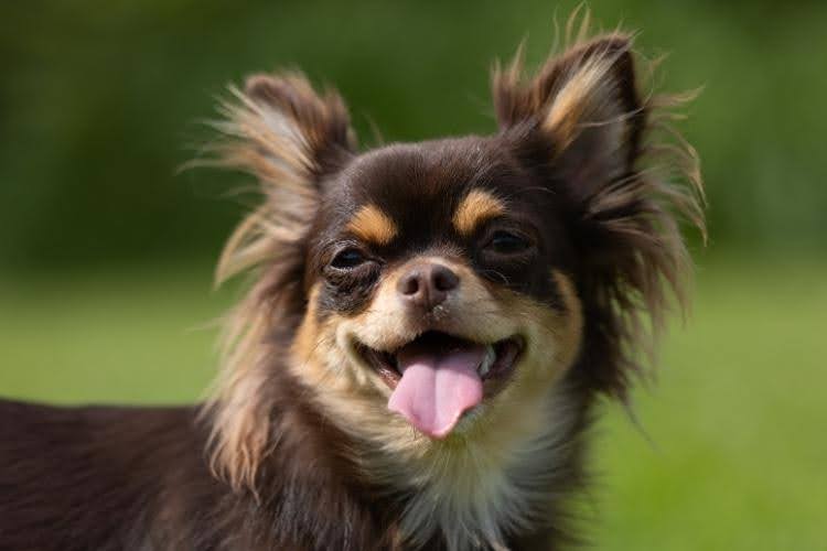 A long-haired Chihuahua outdoors.