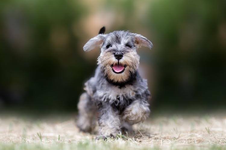 A Miniature Schnauzer playing outdoors.