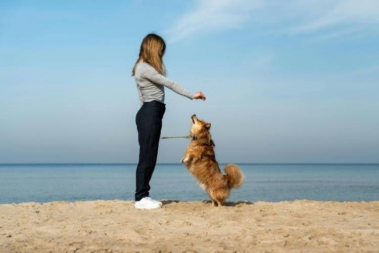 Owner training an active dog outdoors while adjusting exercise and activity levels based on the dog’s needs.