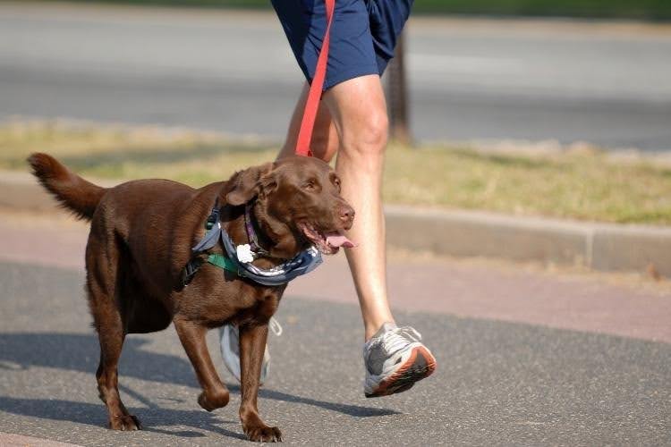 Owner walking a Labrador during a structured daily dog walk for exercise, routine, and healthy activity levels.