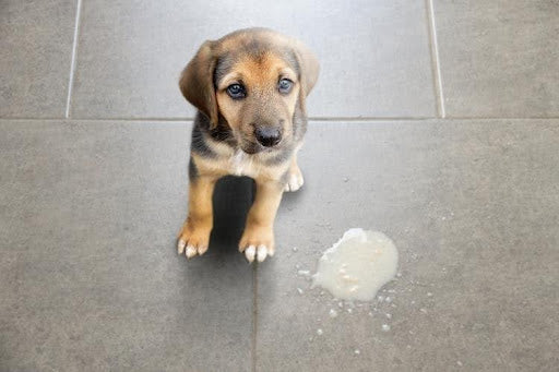 Puppy sitting beside vomit on the floor, a common sign of digestive issues or illness in dogs.