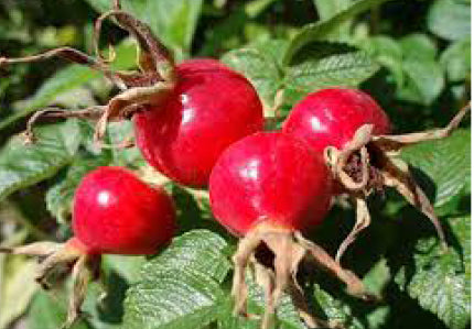 Rose Hip
