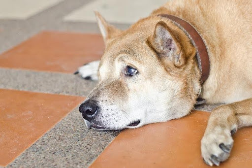 A sad dog crying while lying down, a common sign of pain in dogs.