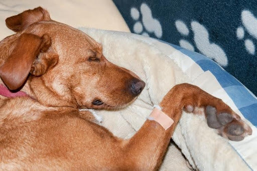 A sick dog experiencing both acute and chronic pain.