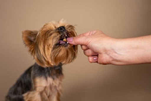 Small dog receiving a healthy dog treat, illustrating the difference between healthy dog treats and bad dog treats based on ingredient quality.