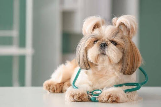What Are Immune System Disorders in Dogs?: small dog at a veterinary clinic during an immune health examination.